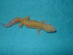 0,1 Tremper Albino het. Aptor